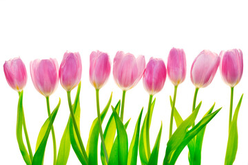  tulips row isolated on white background.Flower Card Mockup. Row of Pink Tulips with Green Leaves. Beautiful spring flowers in soft pastel pink and purple tones 