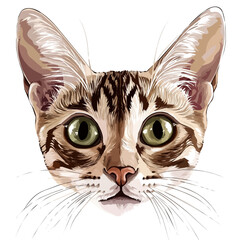 Singapura Cat – A Beautiful and Exotic Vector Illustration of a Singapura Cat
