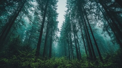 Fototapeta premium Tall trees stretch skyward, their verdant foliage filtered through the soft mist. Lush ferns carpet the forest floor, inviting exploration and discovery of nature’s hidden wonders
