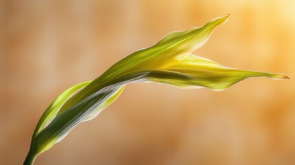 Emerging Foliage: Capturing the graceful arc of a delicate leaf, where the interplay of light and shadow, reveals nature's intricate beauty and delicate structure.