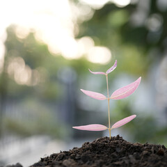 Syzygium gratum tree sprout growing