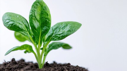 Tiny Plant's Growth: Capturing the essence of new life, a single vibrant green plant sprouts from the rich dark soil, symbolizing growth, freshness and the potential of nature