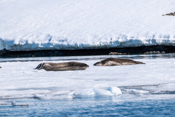 Obraz premium Weddell seal (Leptonychotes weddellii) in Antarctica. South Pole.