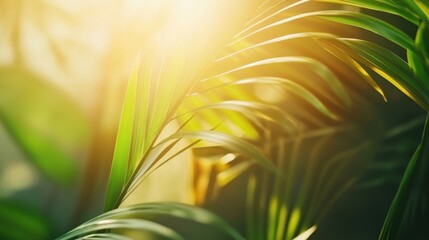 Sun-Kissed Foliage: Capturing the serene beauty of nature, the sun casts a radiant glow upon delicate green leaves, creating a mesmerizing interplay of light and shadow. 
