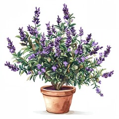 Purple flower plant in a clay pot