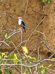 Bird on Uganda Nile