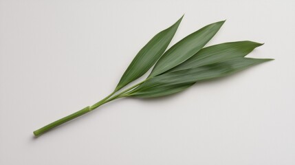 A single green leaf with elongated shape, resting on a light background, showcasing its vibrant color and natural texture.