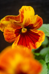 オレンジ色のパンジー