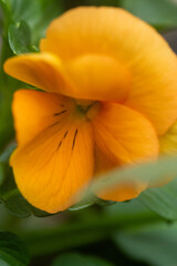 黄色のパンジー