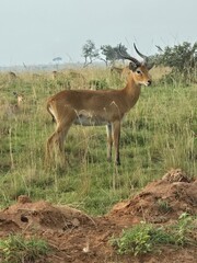 Cob Uganda Safari