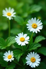 Fototapeta premium Delicate daisies scattered on lush green leaves, bloom, nature scene