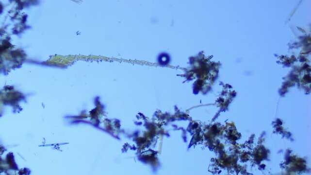 Freshwater Bacillaria diatoms gliding under the microscope 100X