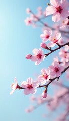 Fototapeta premium Delicate pink cherry blossoms float gently on a pale blue sky, pink cherry blossoms, blossom, branches