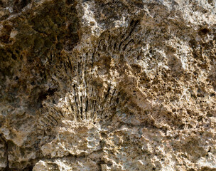 Fossil corals of the Red Sea. Ancient creatures, turned into stone. Reef corals.