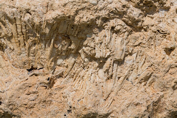 Fossil corals of the Red Sea. Ancient creatures, turned into stone. Reef corals.