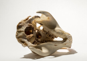 Skull of a nutria or coypu (Myocastor coypus) on a white background. The bones of the head of the...
