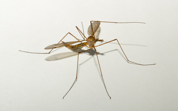 Tipulidae is a family of large crane flies in the order Diptera. Tipula luteipennis