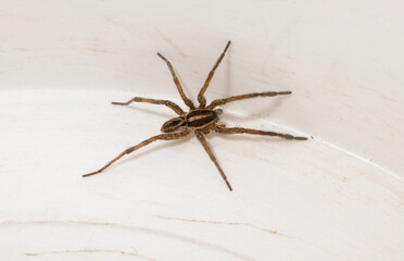 Hogna radiata is a species of wolf spider. A male insect with seven legs.