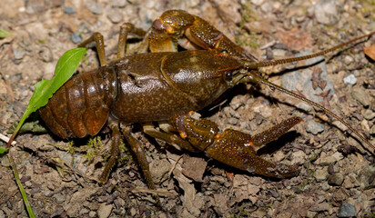 Astacus astacus, the European, noble, or broad-fingered crayfish. A female arthropod.