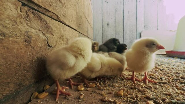 Sweet Little Animal Bird Chicks