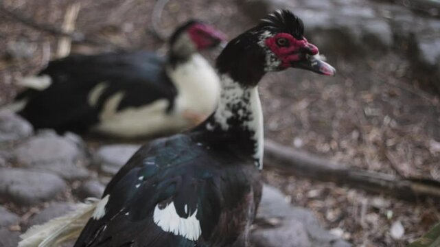Close up a un patito descansando en la sombre del estanque. 