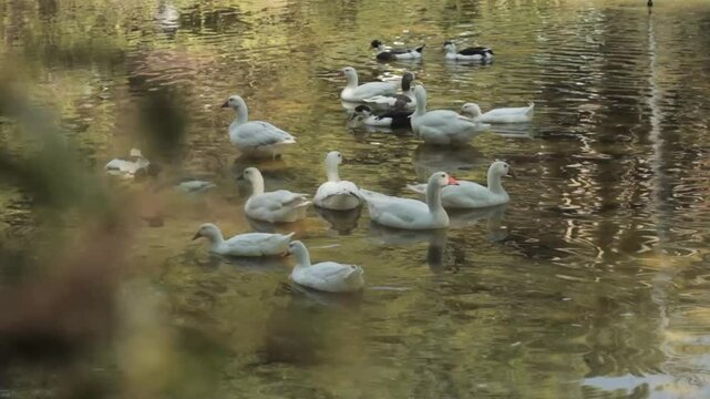 Grupo de patos flotando y nadando en el agua del estanque, en d&iacute;a soleado de primavera.
