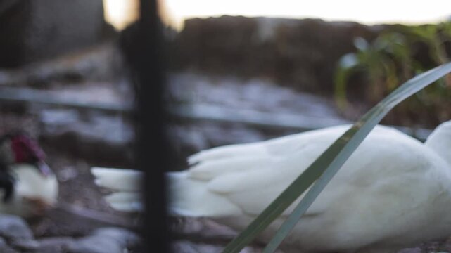 Un grupo de patitos descansando a la orilla del estanque en un d&iacute;a soleado. 