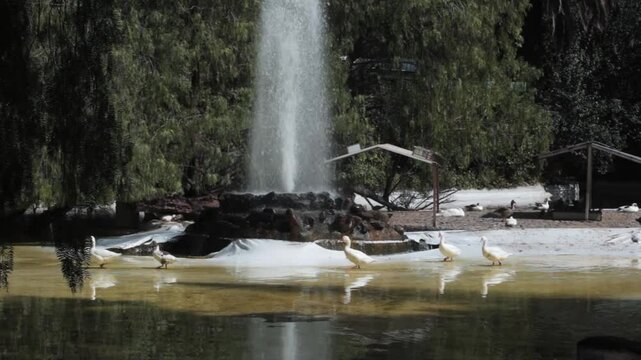 Patitos nadando en el agua de un estanque con una fuente detr&aacute;s, en un d&iacute;a soleado. 