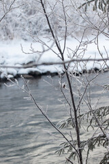 Frost Covered Branches Over Winter River.