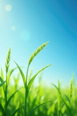 Obraz premium Delicate grass blades rustle softly amidst gentle wind, blade, sky, blue