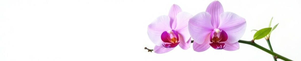 Obraz premium delicate light purple orchid branch with green leaves isolated on white background, flower, botanical photography