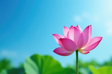 Fototapeta premium Delicate lotus petals unfolding on a serene blue sky background, lotus flower, serene landscape