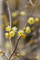 蝋梅(ロウバイ)の花