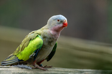 Princess Parrot on a branch