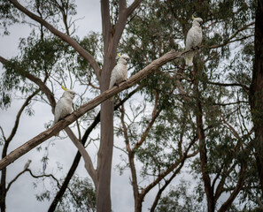 Cockatoos in a tree