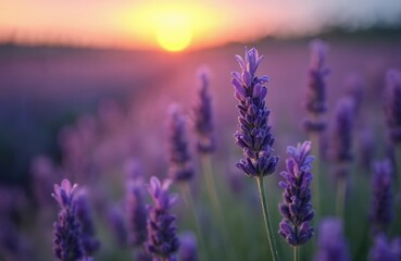Close up of beautiful purple lavender flowers in field at sunset. Nature scene shows vibrant colors, soft light. Lavender field in Provence France. Blooming flowers. Nature background. Summer. Bokeh