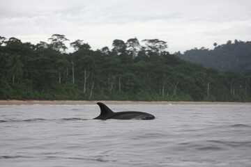 Fototapeta premium A black dolphin swims in the ocean