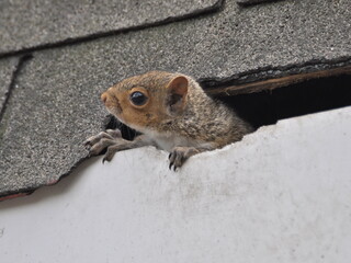 Squirrel Inside Roof © Mark