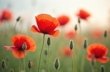 Obraz premium Red poppies stand tall in green field. Sunlight highlights vibrant red petals. Blossoming poppies create beautiful landscape scene. Wildflowers in meadow show summer season. Beautiful colors of