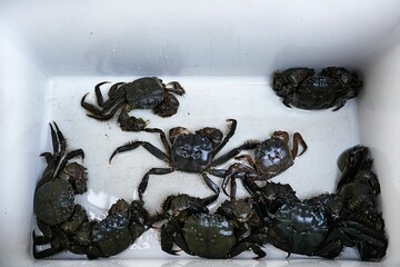 獲れたての活きのいいモクズガニ