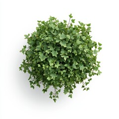 Obraz premium A vibrant, lush green plant with ivy-like leaves, showcasing a round shape against a neutral background.