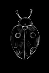 Hand Drawn Illustration One Ladybug Clipart Graphic Black and White Clipart for Menu Design, Interior, Exterior, Print and Textile