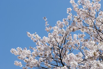 桜咲く