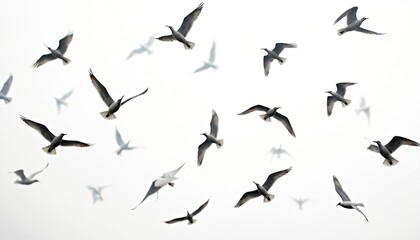 Fototapeta premium Many birds fly freely in the sky. Flock of birds soars high above. Birds glide and fly together. Isolated birds in a white background. Beautiful nature scene. Wild birds are visible. A day in nature.