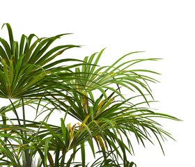 corner palm Tree branch isolated on white background. also known as the Rhapidophyllum hystrix, needle palm, European fan palm, Phoenix roebelenii, dwarf date palm, pygmy date palm, robellini palm.