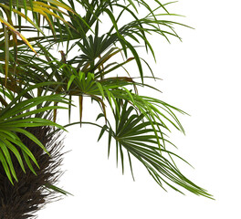 corner palm Tree branch isolated on white background. also known as the Rhapidophyllum hystrix, needle palm, European fan palm, Phoenix roebelenii, dwarf date palm, pygmy date palm, robellini palm.