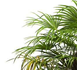 corner palm Tree branch isolated on white background. also known as the Rhapidophyllum hystrix, needle palm, European fan palm, Phoenix roebelenii, dwarf date palm, pygmy date palm, robellini palm.