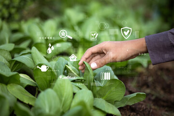 A hand touches fresh green vegetables in a garden, overlaid with digital interface icons. These icons represent smart farming, plant health monitoring, and eco-friendly agricultural technologies.