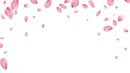 large and small cherry blossom petals romantic background with realistic pink falling motion