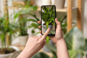 Woman taking photo of plant to recognize it using identifier application on mobile phone indoors,...